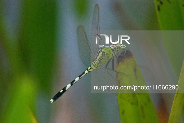 Erythemis simplicicollis, the eastern pondhawk, also known as the common pondhawk, is a dragonfly of the family Libellulidae, native to the...