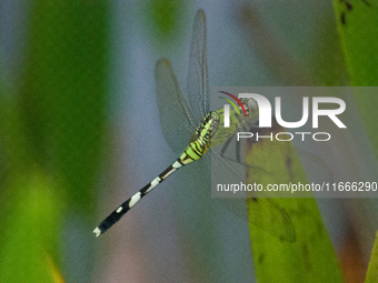 Erythemis simplicicollis, the eastern pondhawk, also known as the common pondhawk, is a dragonfly of the family Libellulidae, native to the...