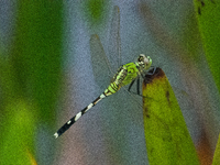 Erythemis simplicicollis, the eastern pondhawk, also known as the common pondhawk, is a dragonfly of the family Libellulidae, native to the...