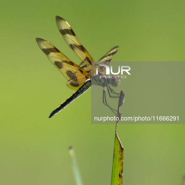 The Halloween pennant (Celithemis eponina) is a species of dragonfly in the family Libellulidae. It is native to eastern North America and t...