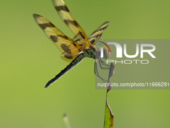 The Halloween pennant (Celithemis eponina) is a species of dragonfly in the family Libellulidae. It is native to eastern North America and t...