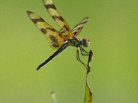 The Halloween pennant (Celithemis eponina) is a species of dragonfly in the family Libellulidae. It is native to eastern North America and t...