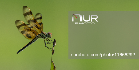 The Halloween pennant (Celithemis eponina) is a species of dragonfly in the family Libellulidae. It is native to eastern North America and t...