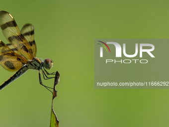 The Halloween pennant (Celithemis eponina) is a species of dragonfly in the family Libellulidae. It is native to eastern North America and t...