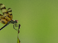 The Halloween pennant (Celithemis eponina) is a species of dragonfly in the family Libellulidae. It is native to eastern North America and t...