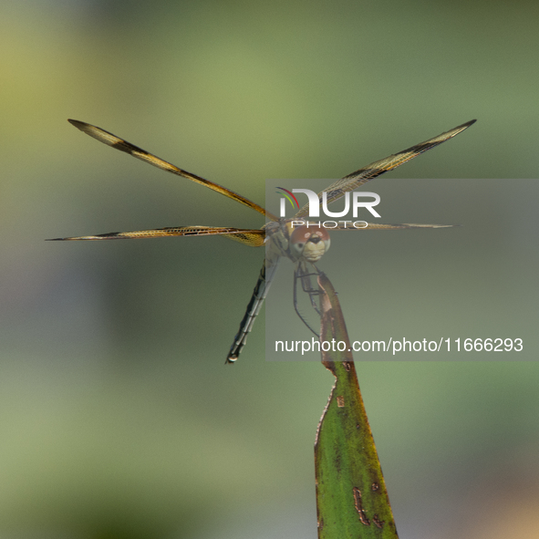 The Halloween pennant (Celithemis eponina) is a species of dragonfly in the family Libellulidae. It is native to eastern North America and t...