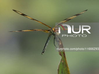 The Halloween pennant (Celithemis eponina) is a species of dragonfly in the family Libellulidae. It is native to eastern North America and t...