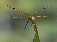 The Halloween pennant (Celithemis eponina) is a species of dragonfly in the family Libellulidae. It is native to eastern North America and t...