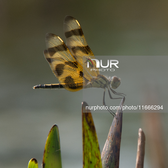 The Halloween pennant (Celithemis eponina) is a species of dragonfly in the family Libellulidae. It is native to eastern North America and t...