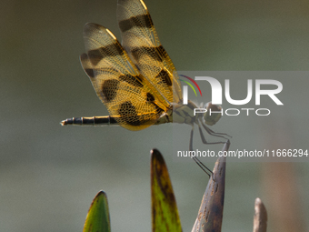 The Halloween pennant (Celithemis eponina) is a species of dragonfly in the family Libellulidae. It is native to eastern North America and t...