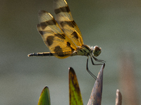 The Halloween pennant (Celithemis eponina) is a species of dragonfly in the family Libellulidae. It is native to eastern North America and t...