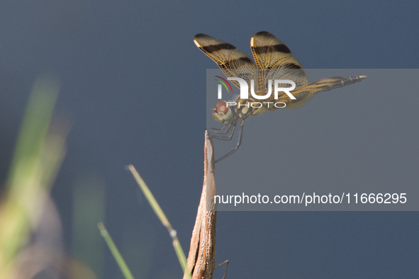 The Halloween pennant (Celithemis eponina) is a species of dragonfly in the family Libellulidae. It is native to eastern North America and t...