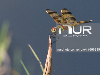 The Halloween pennant (Celithemis eponina) is a species of dragonfly in the family Libellulidae. It is native to eastern North America and t...