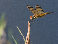 The Halloween pennant (Celithemis eponina) is a species of dragonfly in the family Libellulidae. It is native to eastern North America and t...