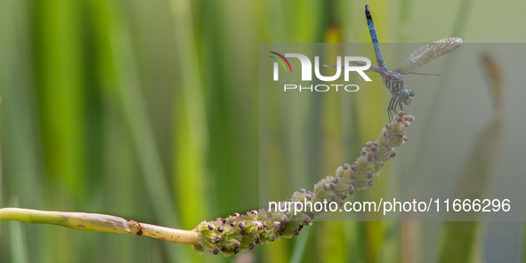 The blue dasher (Pachydiplax longipennis) is an insect of the skimmer family. It is the only species in the genus Pachydiplax. It is widely...