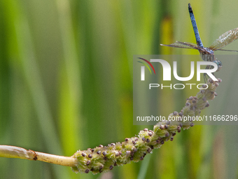 The blue dasher (Pachydiplax longipennis) is an insect of the skimmer family. It is the only species in the genus Pachydiplax. It is widely...