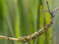 The blue dasher (Pachydiplax longipennis) is an insect of the skimmer family. It is the only species in the genus Pachydiplax. It is widely...