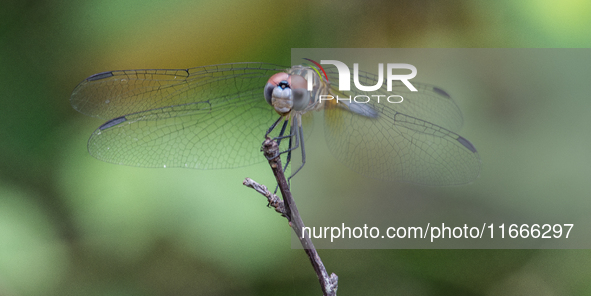 The blue dasher (Pachydiplax longipennis) is an insect of the skimmer family. It is the only species in the genus Pachydiplax. It is widely...