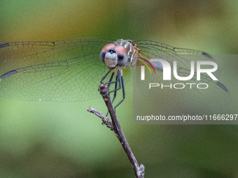 The blue dasher (Pachydiplax longipennis) is an insect of the skimmer family. It is the only species in the genus Pachydiplax. It is widely...