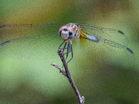 The blue dasher (Pachydiplax longipennis) is an insect of the skimmer family. It is the only species in the genus Pachydiplax. It is widely...