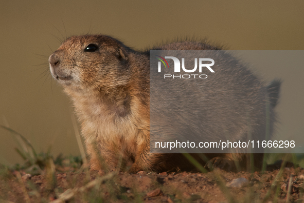 The black-tailed prairie dog (Cynomys ludovicianus) is a rodent of the family Sciuridae (the squirrels) found in the Great Plains of North A...