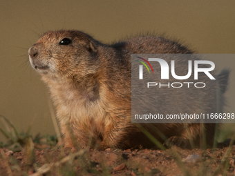 The black-tailed prairie dog (Cynomys ludovicianus) is a rodent of the family Sciuridae (the squirrels) found in the Great Plains of North A...