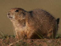 The black-tailed prairie dog (Cynomys ludovicianus) is a rodent of the family Sciuridae (the squirrels) found in the Great Plains of North A...