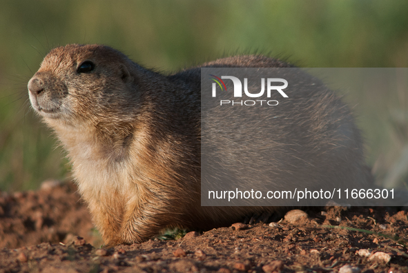 The black-tailed prairie dog (Cynomys ludovicianus) is a rodent of the family Sciuridae (the squirrels) found in the Great Plains of North A...