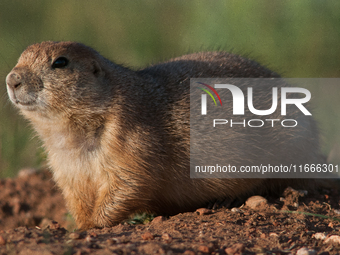 The black-tailed prairie dog (Cynomys ludovicianus) is a rodent of the family Sciuridae (the squirrels) found in the Great Plains of North A...