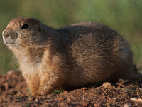 The black-tailed prairie dog (Cynomys ludovicianus) is a rodent of the family Sciuridae (the squirrels) found in the Great Plains of North A...