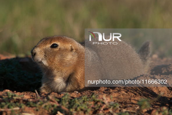 The black-tailed prairie dog (Cynomys ludovicianus) is a rodent of the family Sciuridae (the squirrels) found in the Great Plains of North A...