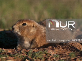 The black-tailed prairie dog (Cynomys ludovicianus) is a rodent of the family Sciuridae (the squirrels) found in the Great Plains of North A...