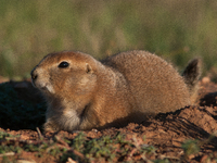 The black-tailed prairie dog (Cynomys ludovicianus) is a rodent of the family Sciuridae (the squirrels) found in the Great Plains of North A...