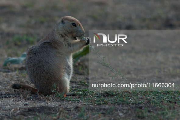 The black-tailed prairie dog (Cynomys ludovicianus) is a rodent of the family Sciuridae (the squirrels) found in the Great Plains of North A...