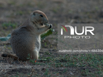 The black-tailed prairie dog (Cynomys ludovicianus) is a rodent of the family Sciuridae (the squirrels) found in the Great Plains of North A...