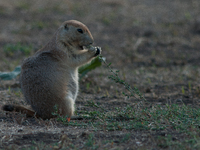 The black-tailed prairie dog (Cynomys ludovicianus) is a rodent of the family Sciuridae (the squirrels) found in the Great Plains of North A...