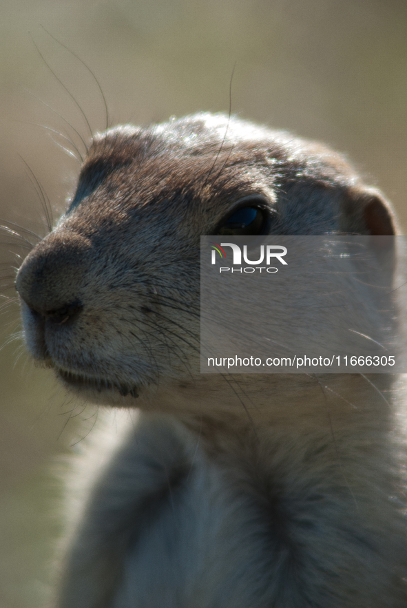 The black-tailed prairie dog (Cynomys ludovicianus) is a rodent of the family Sciuridae (the squirrels) found in the Great Plains of North A...