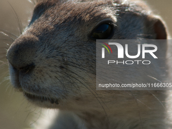 The black-tailed prairie dog (Cynomys ludovicianus) is a rodent of the family Sciuridae (the squirrels) found in the Great Plains of North A...