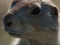 The black-tailed prairie dog (Cynomys ludovicianus) is a rodent of the family Sciuridae (the squirrels) found in the Great Plains of North A...