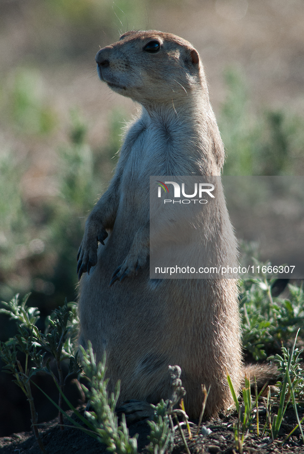 The black-tailed prairie dog (Cynomys ludovicianus) is a rodent of the family Sciuridae (the squirrels) found in the Great Plains of North A...