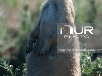 The black-tailed prairie dog (Cynomys ludovicianus) is a rodent of the family Sciuridae (the squirrels) found in the Great Plains of North A...