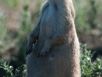 The black-tailed prairie dog (Cynomys ludovicianus) is a rodent of the family Sciuridae (the squirrels) found in the Great Plains of North A...