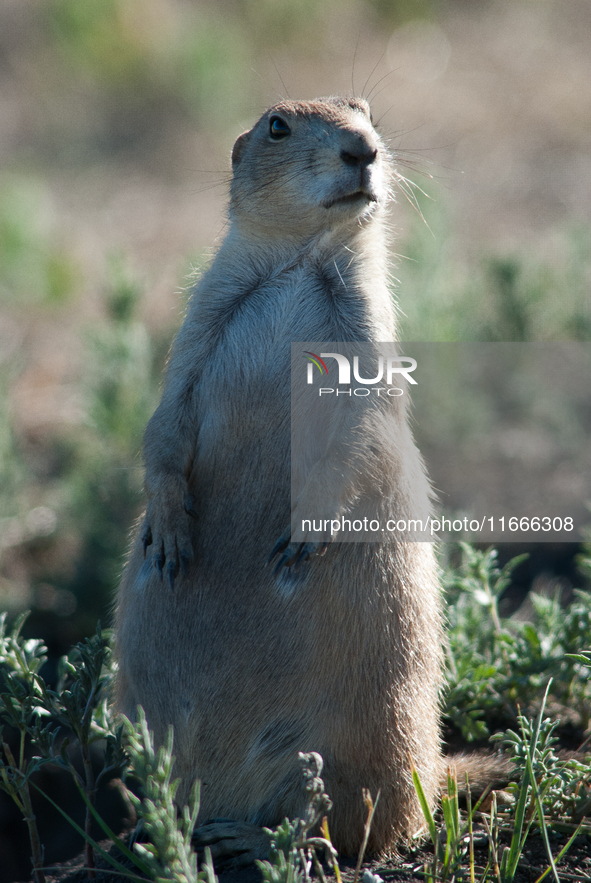 The black-tailed prairie dog (Cynomys ludovicianus) is a rodent of the family Sciuridae (the squirrels) found in the Great Plains of North A...