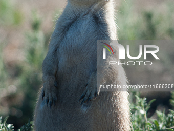 The black-tailed prairie dog (Cynomys ludovicianus) is a rodent of the family Sciuridae (the squirrels) found in the Great Plains of North A...