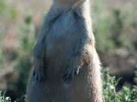 The black-tailed prairie dog (Cynomys ludovicianus) is a rodent of the family Sciuridae (the squirrels) found in the Great Plains of North A...