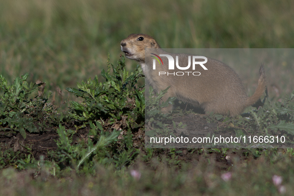 The black-tailed prairie dog (Cynomys ludovicianus) is a rodent of the family Sciuridae (the squirrels) found in the Great Plains of North A...