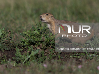 The black-tailed prairie dog (Cynomys ludovicianus) is a rodent of the family Sciuridae (the squirrels) found in the Great Plains of North A...