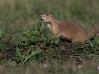 The black-tailed prairie dog (Cynomys ludovicianus) is a rodent of the family Sciuridae (the squirrels) found in the Great Plains of North A...