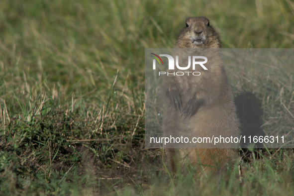 The black-tailed prairie dog (Cynomys ludovicianus) is a rodent of the family Sciuridae (the squirrels) found in the Great Plains of North A...