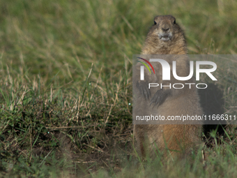 The black-tailed prairie dog (Cynomys ludovicianus) is a rodent of the family Sciuridae (the squirrels) found in the Great Plains of North A...